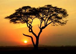 Image result for African Tree Sunset