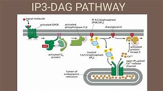 Image result for Dag Inositol