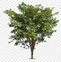 Image result for Transparent Tree Top View