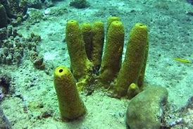 Image result for Premative Sponge
