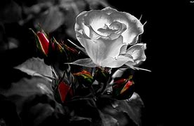 Image result for Dark Gothic Rose Wallpaper