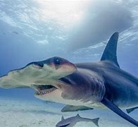 Image result for Hammerhead Shark Adaptations