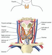 Image result for thyroid gland