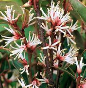 Image result for Sarcococca hookeriana var. digyna Purple Stem