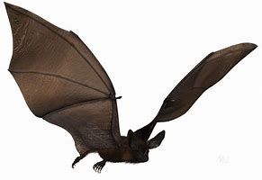 Image result for South American Vampire Bat