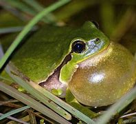 Image result for Frog Vocal Sac