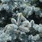 Image result for Picea pungens Haleys Blue