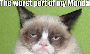 Image result for Angry Cat Meme Work