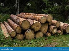 Image result for Trees Only Cutted