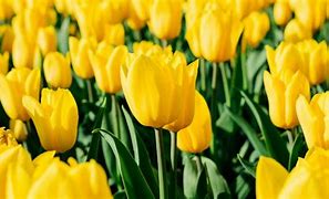 Image result for Different Types of Tulips