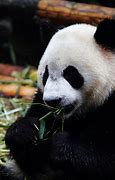 Image result for Giant Panda Reproduction
