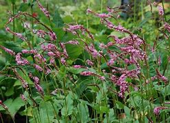Image result for Persicaria amplexicaulis Pink Elephant