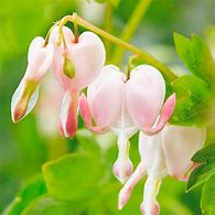 Image result for Dicentra spectabilis Cupid