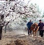 Image result for LT Farm China