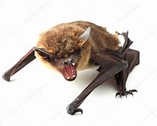 Image result for Angry Bat Hissing