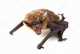 Image result for Bats Screeching