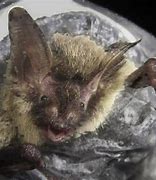 Image result for Virginia Big Eared Bat Upside Down