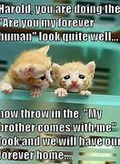 Image result for Spa Day Funny Cat Memes