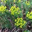 Image result for Euphorbia cyparissias