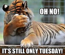 Image result for Hilarious Only Tuesday Memes