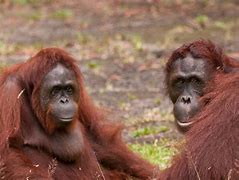 Image result for Animals Native to the South East