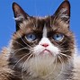 Image result for Sad Cat Frown