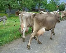 Image result for Adamawa Cattle
