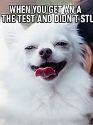 Image result for Funny Dog Laughing