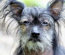 Image result for Mexican Dog PFP