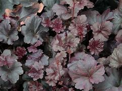 Image result for Heuchera Obsidian (r)