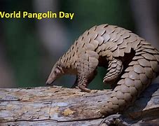 Image result for World Pangolin Day Art