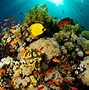 Image result for Underwater Coral Reef HD