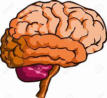 Image result for Brain Free Clip Art