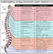 Image result for Anatomy of Lumbar Vertebrae