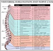 Image result for Spinal Cord Vertebrae Diagram
