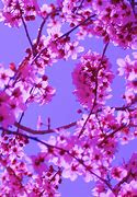 Image result for Pink PicArts