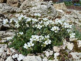 Image result for Arabis androsacea