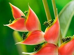 Image result for Unique Flowers From Brazil