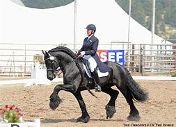 Image result for Friesian Horse Dressage