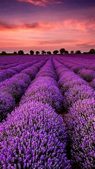 Image result for iPhone Wallpaper Field of Color