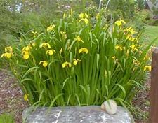 Image result for Iris foetidissima Yellow Seeded