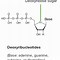 Image result for Basic Structure of RNA