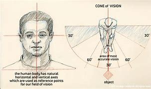 Image result for Human Eye Cones