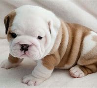 Image result for Cute Dogs Bulldog