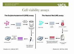 Image result for Cell Viability SRB Assay