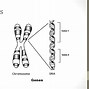 Image result for Diagram of Introns and Exons