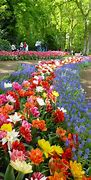 Image result for Keukenhof Lisse Netherlands