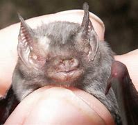 Image result for Bumblebee Bat Bite