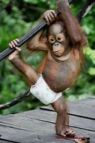 Image result for Goofy Baby Monkey