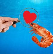 Image result for Shrimp Heart
